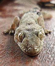 Gecko by Asienreisender